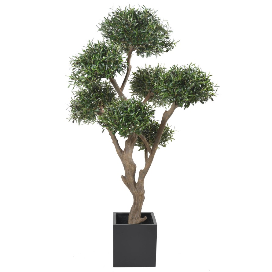 OLIVENBAUM BONSAI MULTIKRONE