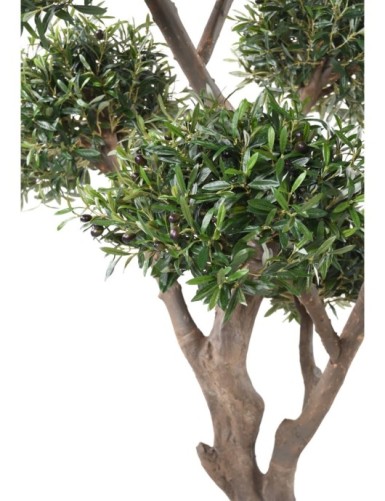OLIVENBAUM BONSAI MULTIKRONE