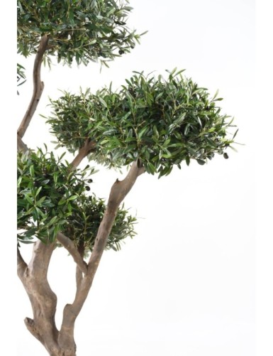OLIVENBAUM BONSAI MULTIKRONE