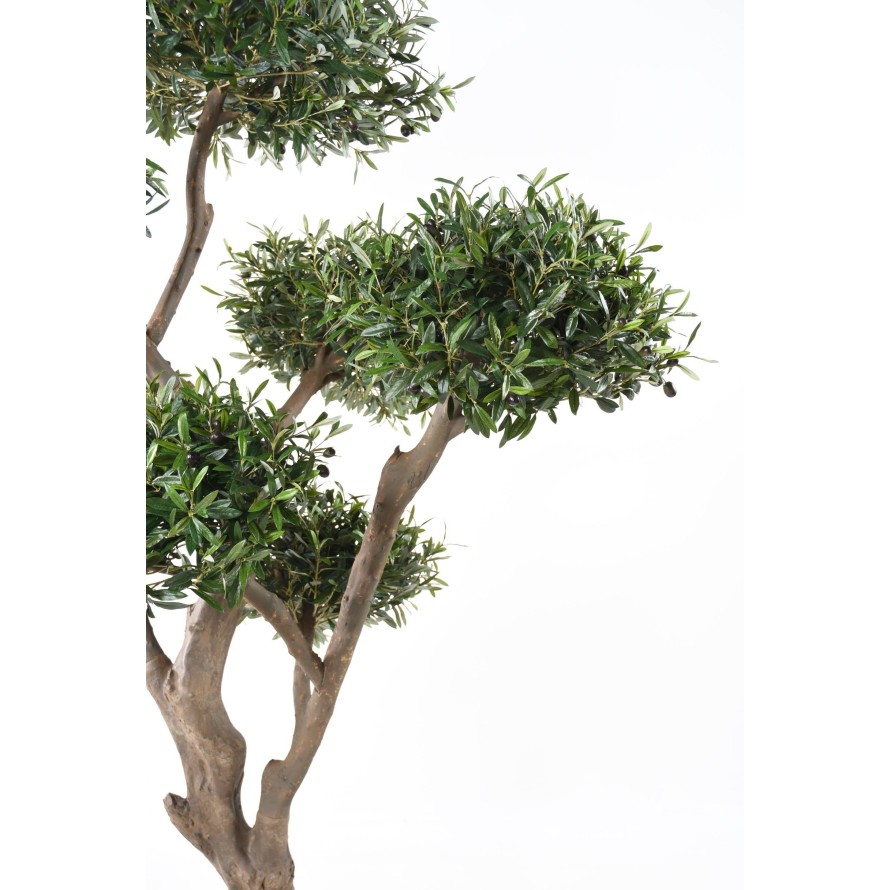 OLIVENBAUM BONSAI MULTIKRONE