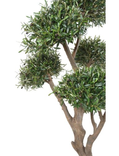 OLIVENBAUM BONSAI MULTIKRONE