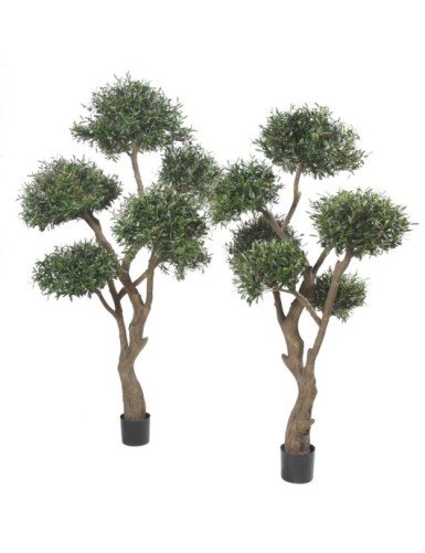 OLIVENBAUM BONSAI MULTIKRONE