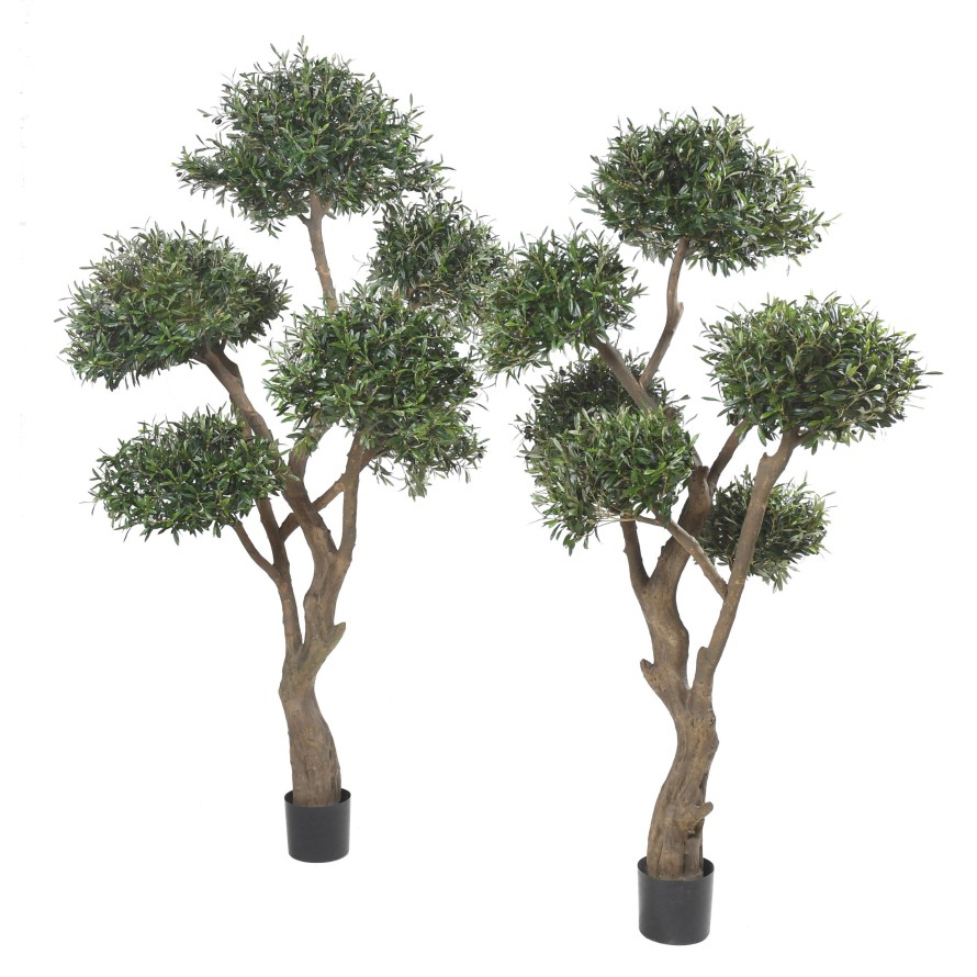 OLIVENBAUM BONSAI MULTIKRONE