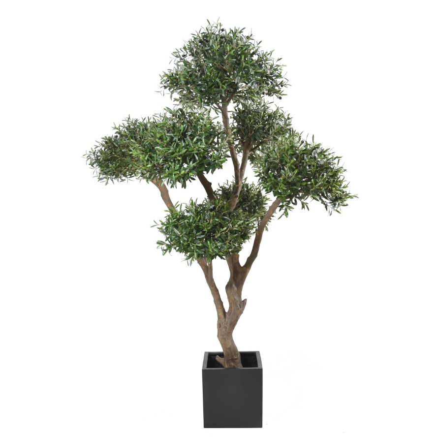 OLIVENBAUM BONSAI MULTIKRONE