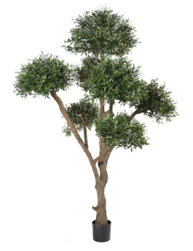 OLIVENBAUM BONSAI MULTIKRONE