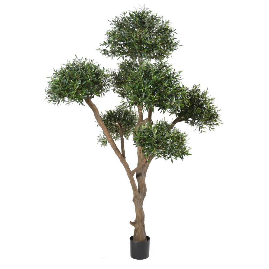 OLIVENBAUM BONSAI MULTIKRONE