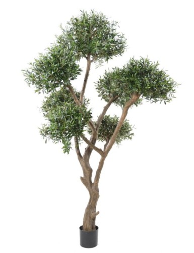 BONSAI OLIVE TREE MULTI HEAD
