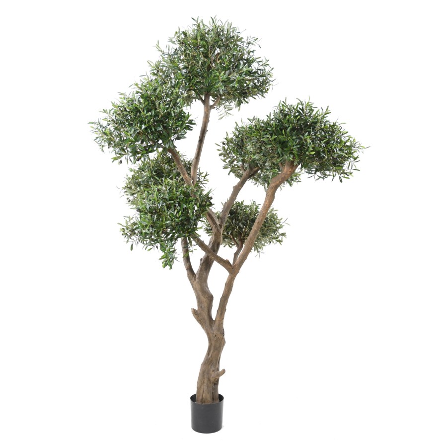 BONSAI OLIVE TREE MULTI HEAD