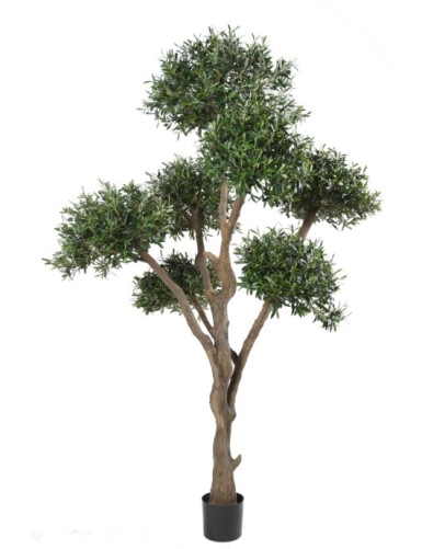 BONSAI OLIVE TREE MULTI HEAD