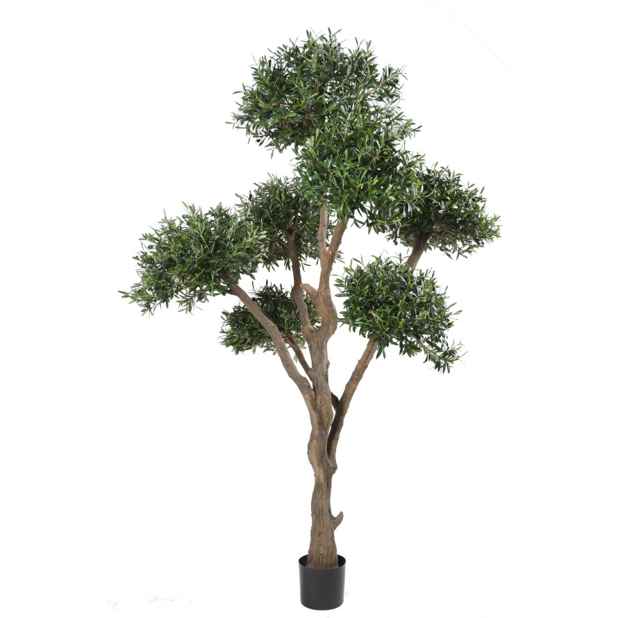 OLIVENBAUM BONSAI MULTIKRONE