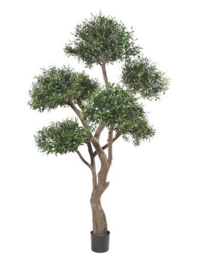 OLIVENBAUM BONSAI MULTIKRONE