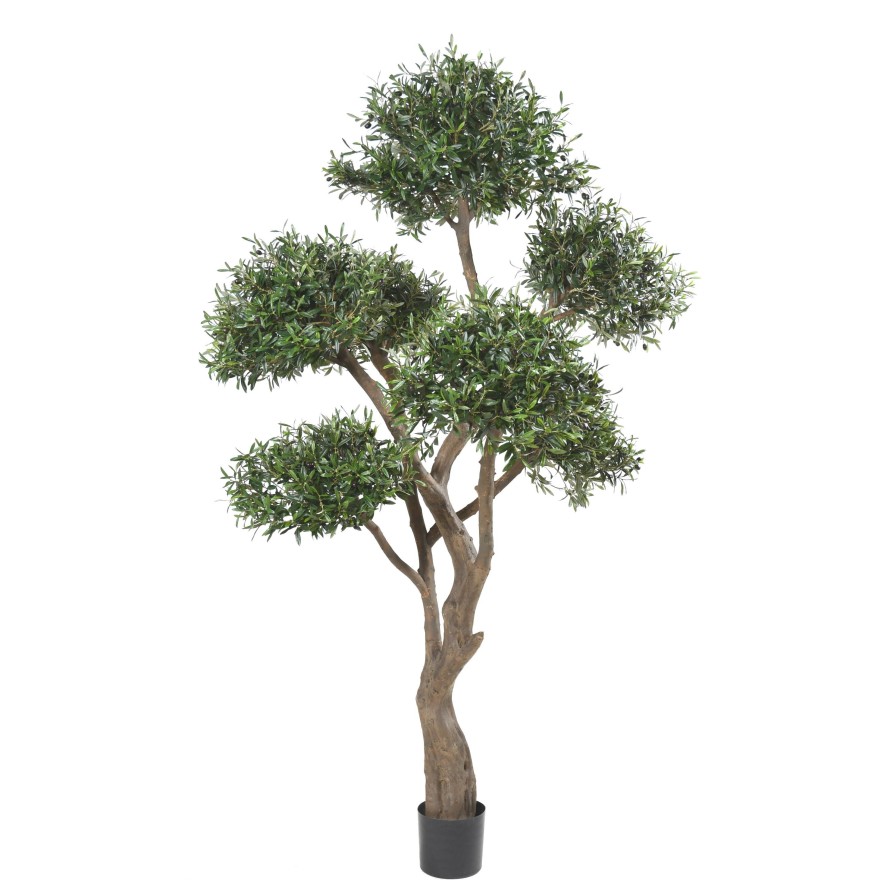 OLIVENBAUM BONSAI MULTIKRONE