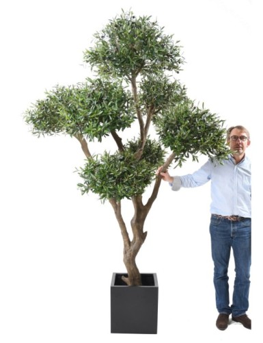 OLIVENBAUM BONSAI MULTIKRONE
