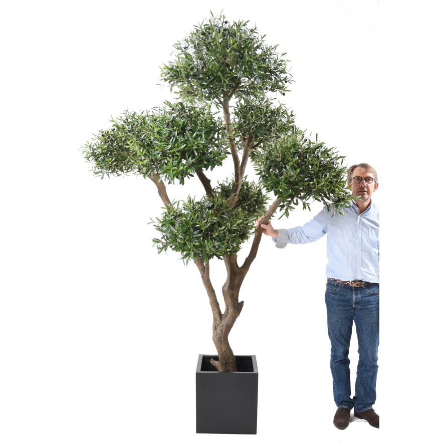 BONSAI OLIVE TREE MULTI HEAD