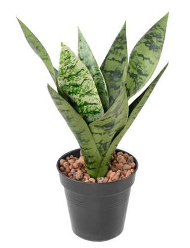 SANSEVIERIA SIN MACETA *9