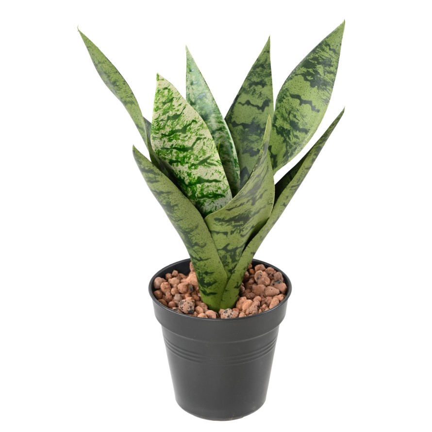 SANSEVIERIA STECKSTAB *9