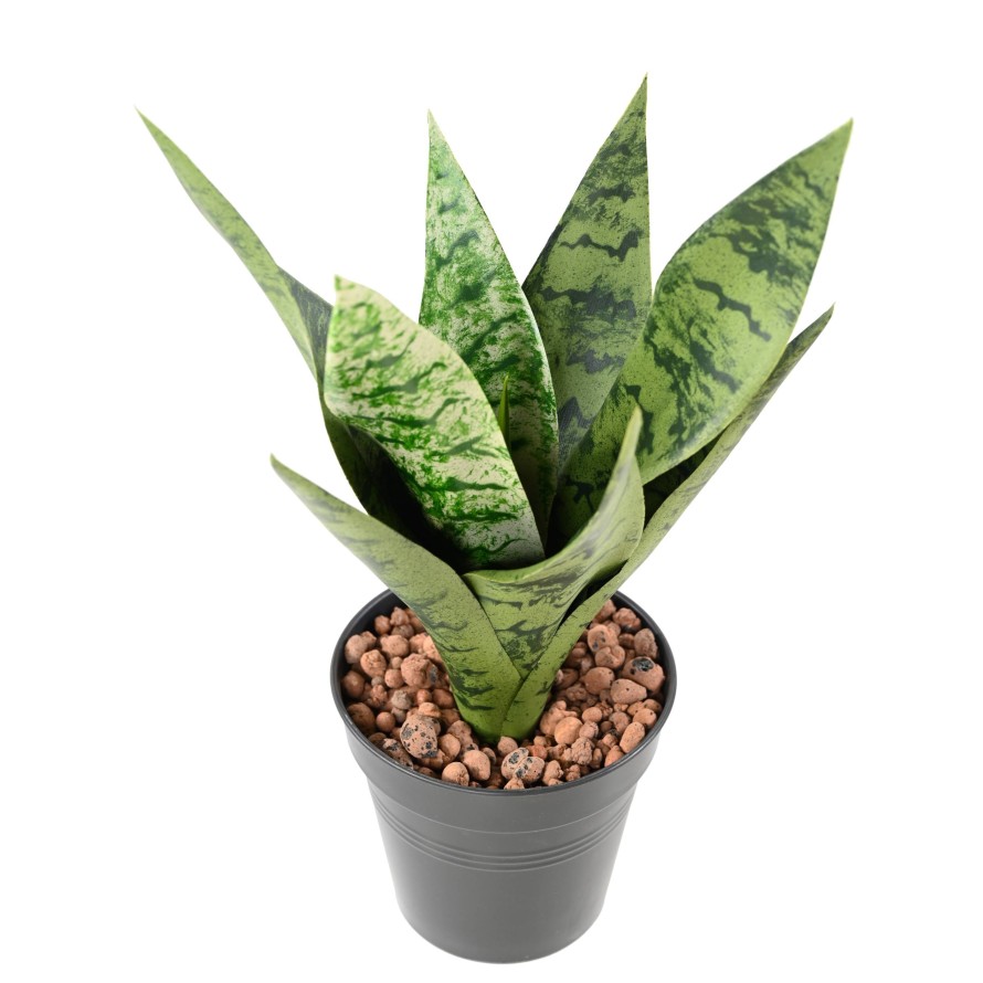 SANSEVIERIA BUSH *9
