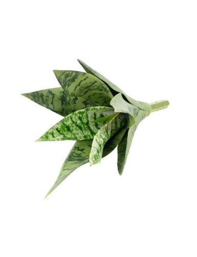 SANSEVIERIA SIN MACETA *9