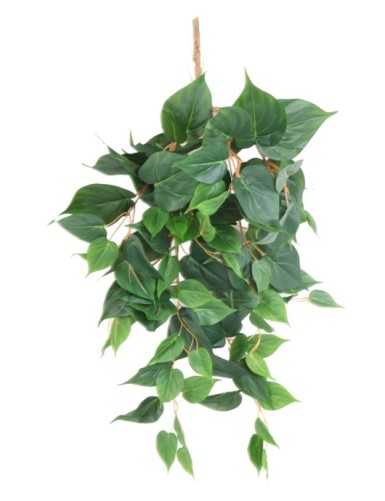 POTHOS