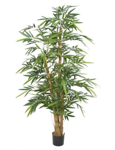 BAMBÚ BUDA TREE