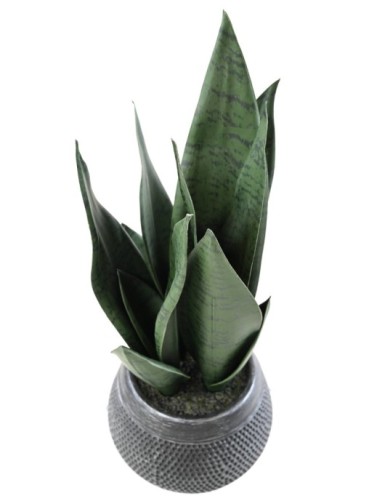 SANSEVIERIA 49