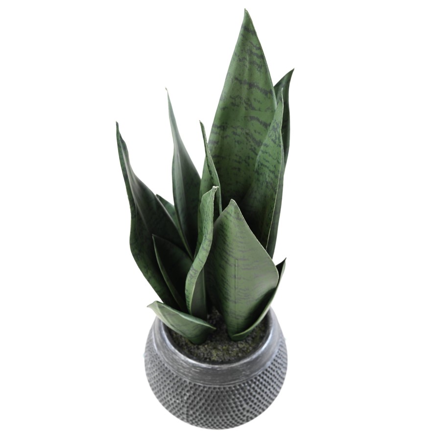 SANSEVIERIA 49