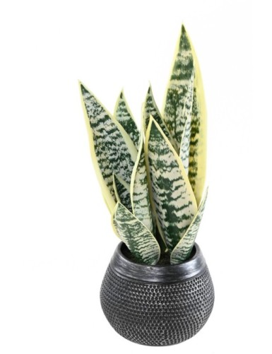 SANSEVIERIA 49