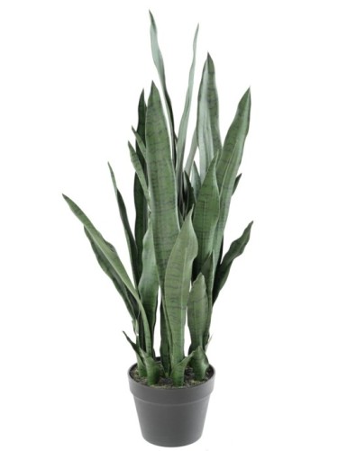SANSEVIERIA 85