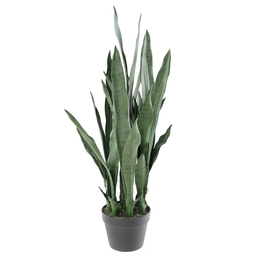 SANSEVIERIA 85