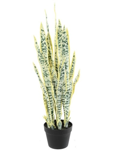 SANSEVIERIA 85