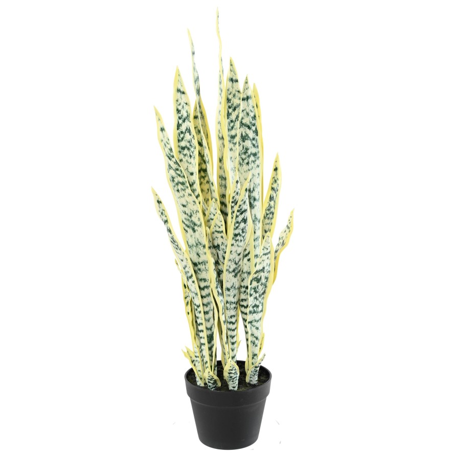 SANSEVIERIA 85