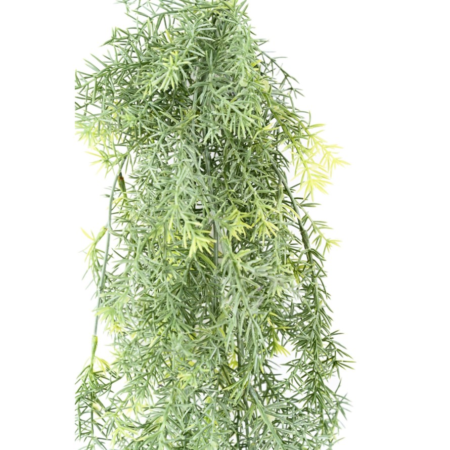 ASPARAGUS HANGING BUSH