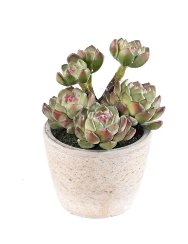 SUKKULENTE 18 IM TOPF