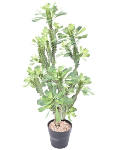 EUPHORBIA LACTEA
