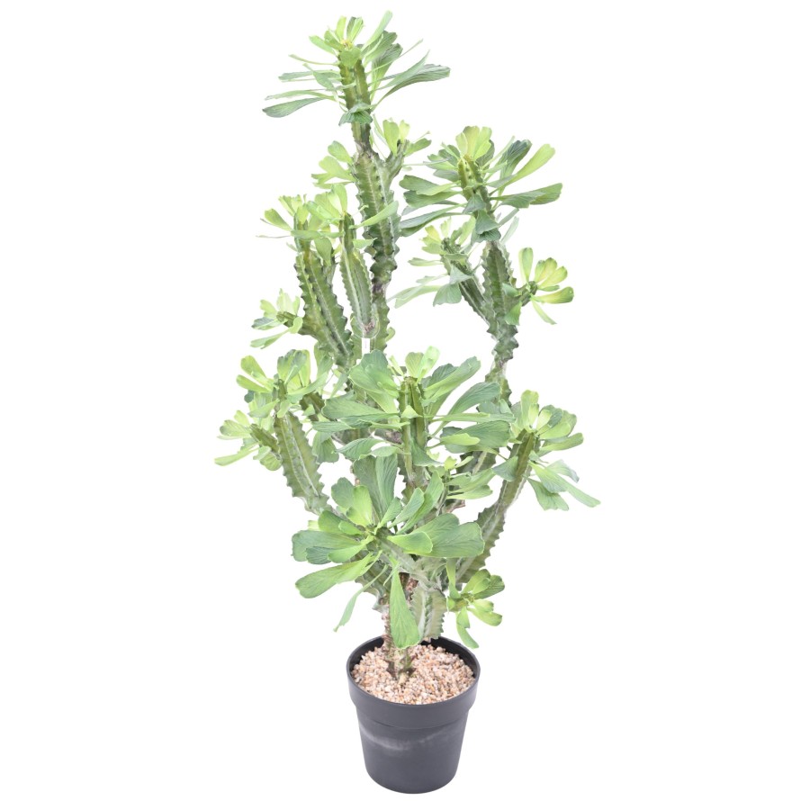 EUPHORBIA LACTEA