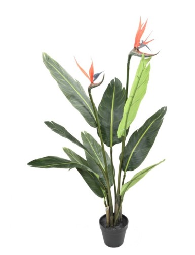 STRELITZIA (Ave del...