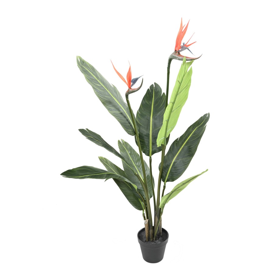 STRELITZIA (Papageienblume) 9F 2Fl