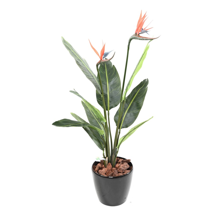 STRELITZIA (Papageienblume) 9F 2Fl