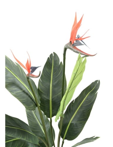 STRELITZIA (Ave del paraíso) 9H 2Fl