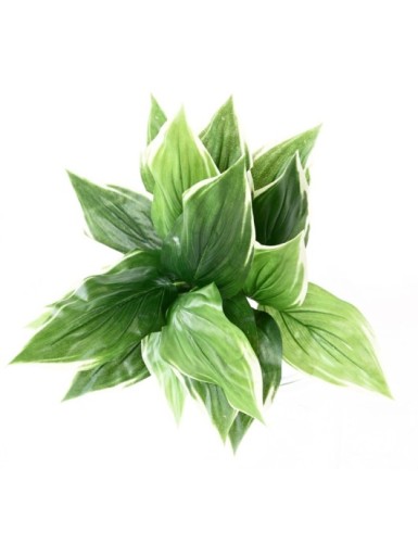 HOSTA *18