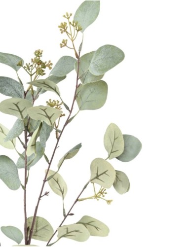 EUKALYPTUS 81 ZWEIG 90