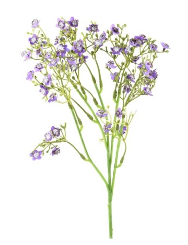 VERGISSMEINNICHT MINI