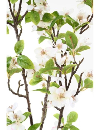 APFELBAUM ZWEIG 125 XL