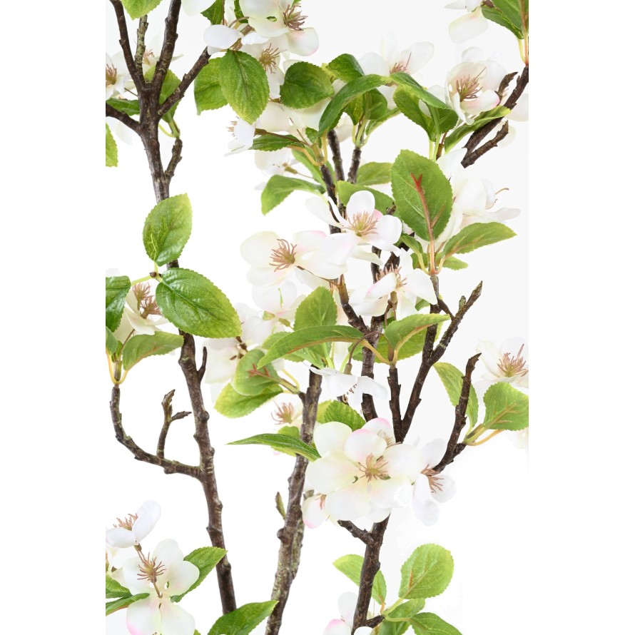 APFELBAUM ZWEIG 125 XL