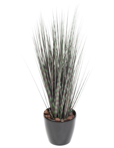 MISCANTHUS ZEBRAGRAS...