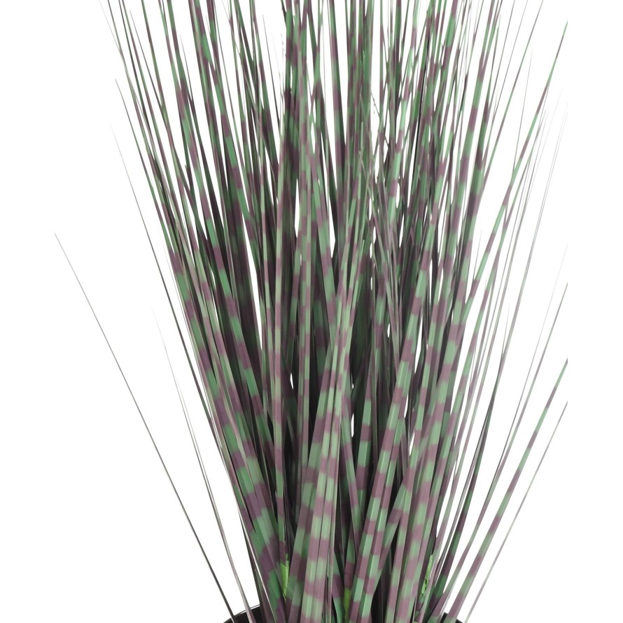 MISCANTHUS ZEBRAGRAS (Chinagras)