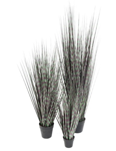 MISCANTHUS ZEBRAGRAS (Chinagras)