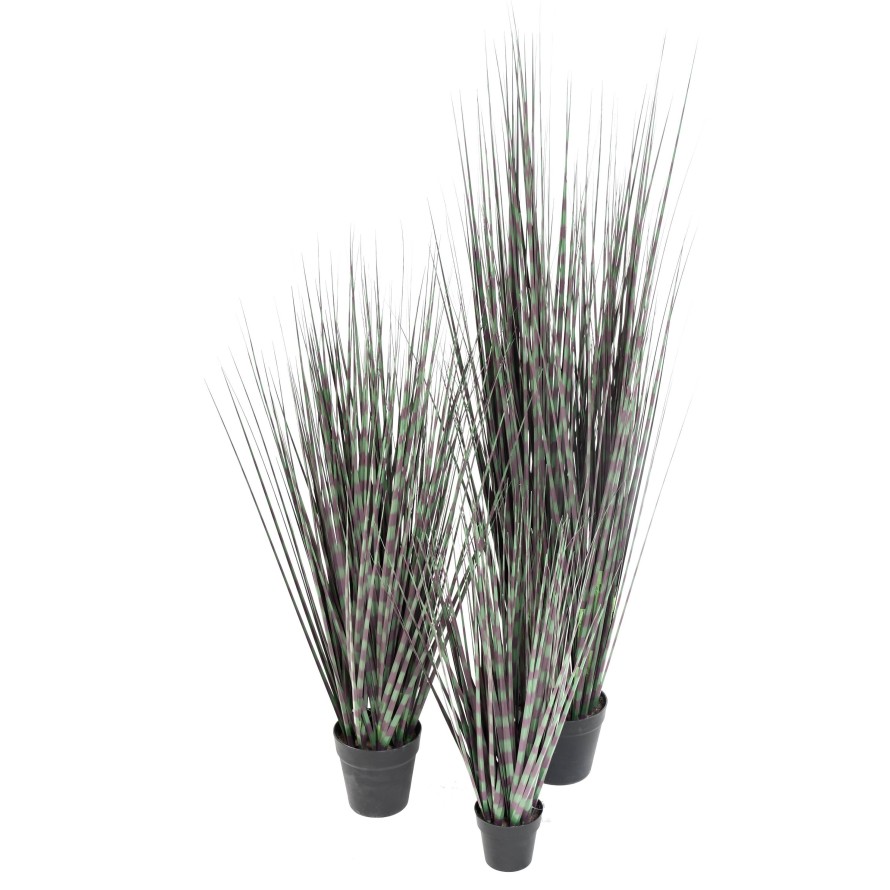 MISCANTHUS ZEBRAGRAS (Chinagras)