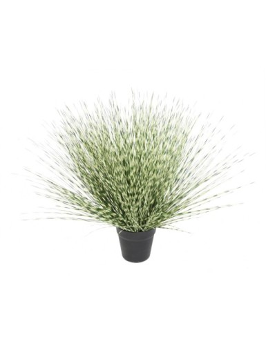 MISCANTHUS ZEBRINA REDONDA 55