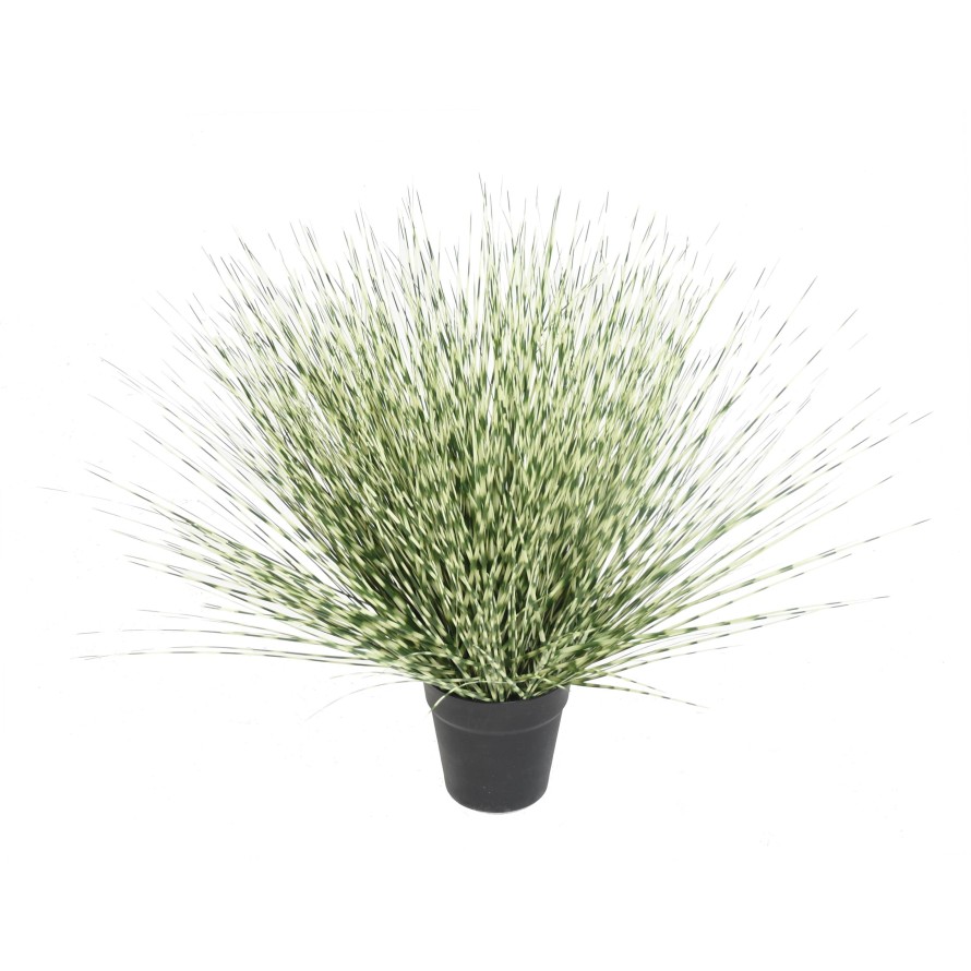 MISCANTHUS ZEBRINA REDONDA 55